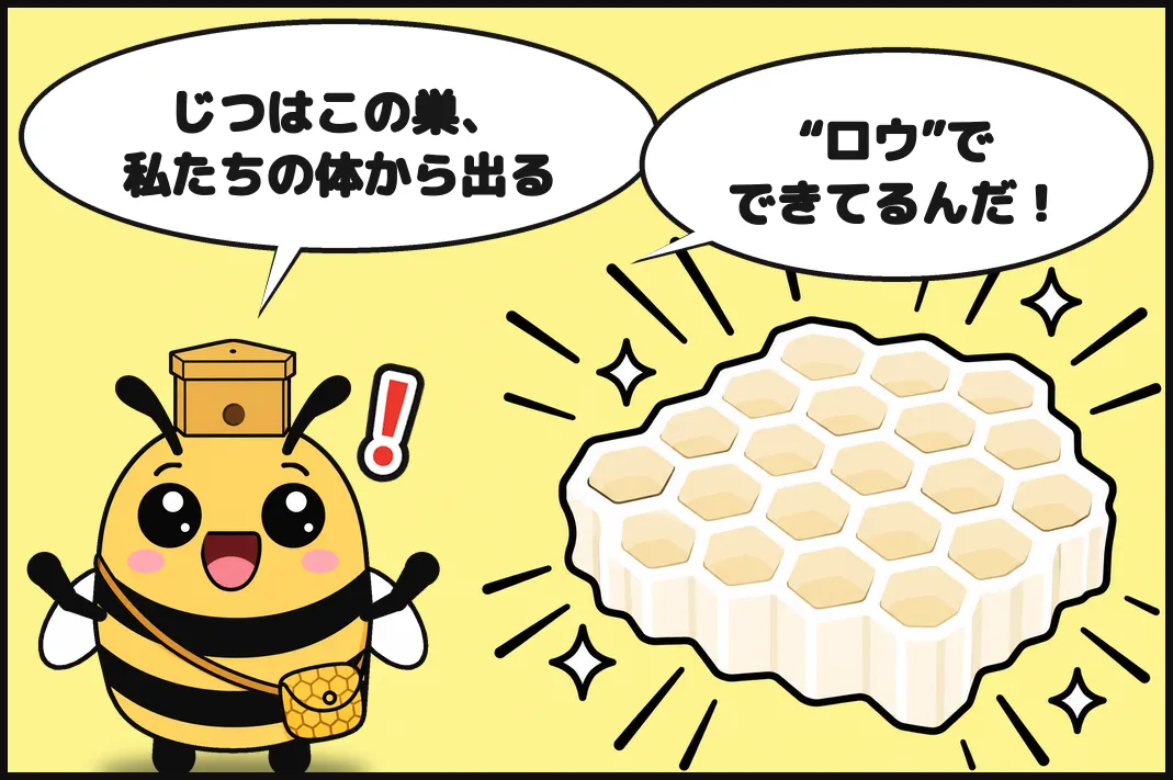 じつはこの巣、私たちの体から出る“ロウ”でできてるんだ！