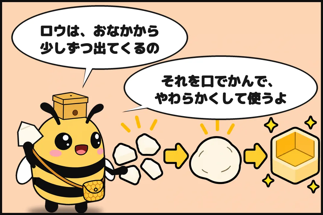 ロウは、おなかから少しずつ出てくるの。それを口でかんで、やわらかくして使うよ