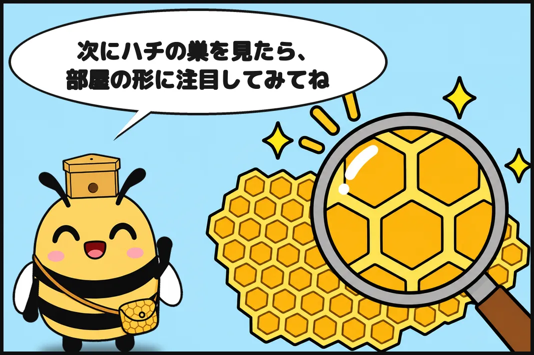 次にハチの巣を見たら、部屋の形に注目してみてね