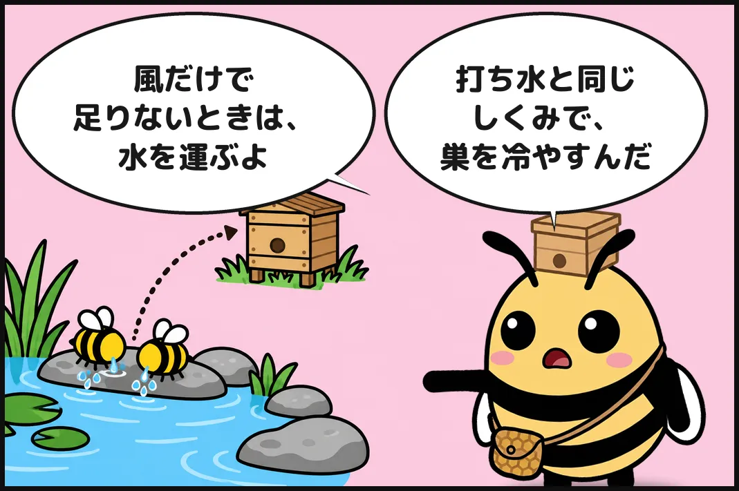 風だけで足りないときは、水を運ぶよ。打ち水と同じしくみで、巣を冷やすんだ