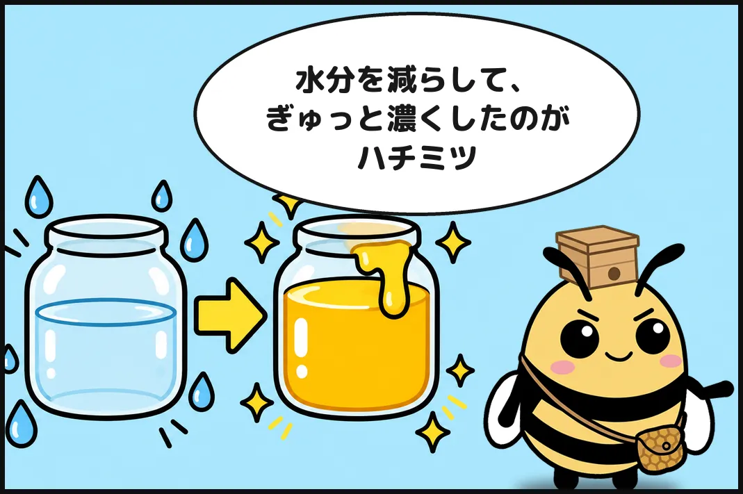 水分を減らして、ぎゅっと濃くしたのがハチミツ