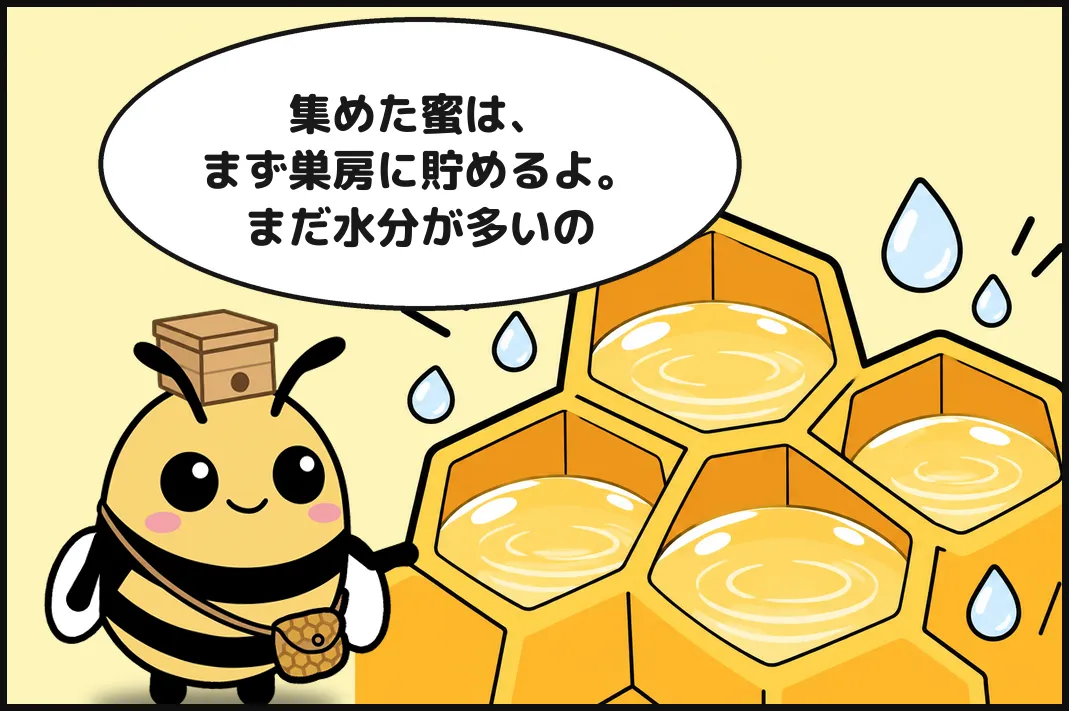 集めた蜜は、まず巣房に貯めるよ。まだ水分が多いの