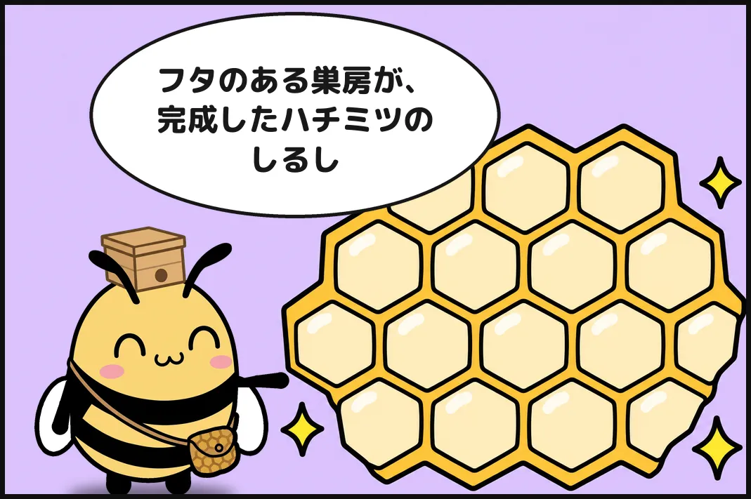 フタのある巣房が、完成したハチミツのしるし