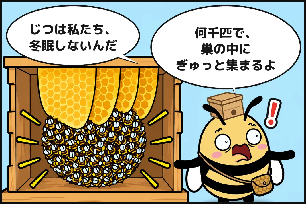 じつは私たち、冬眠しないんだ。何千匹で、巣の中にぎゅっと集まるよ