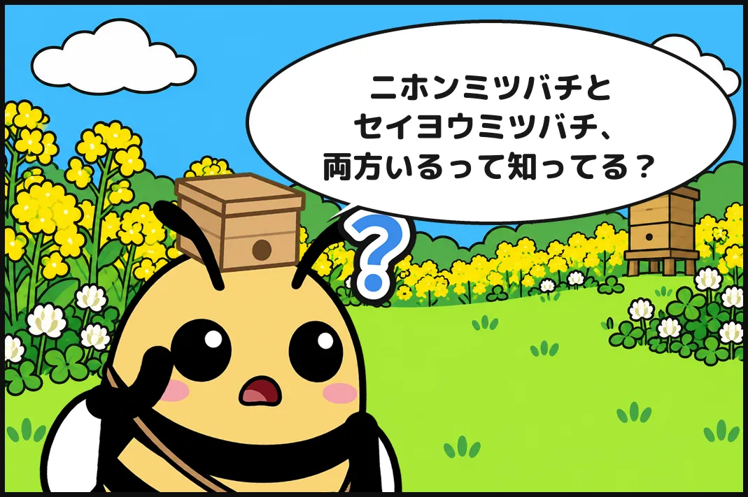 ニホンミツバチとセイヨウミツバチ、両方いるって知ってる?
