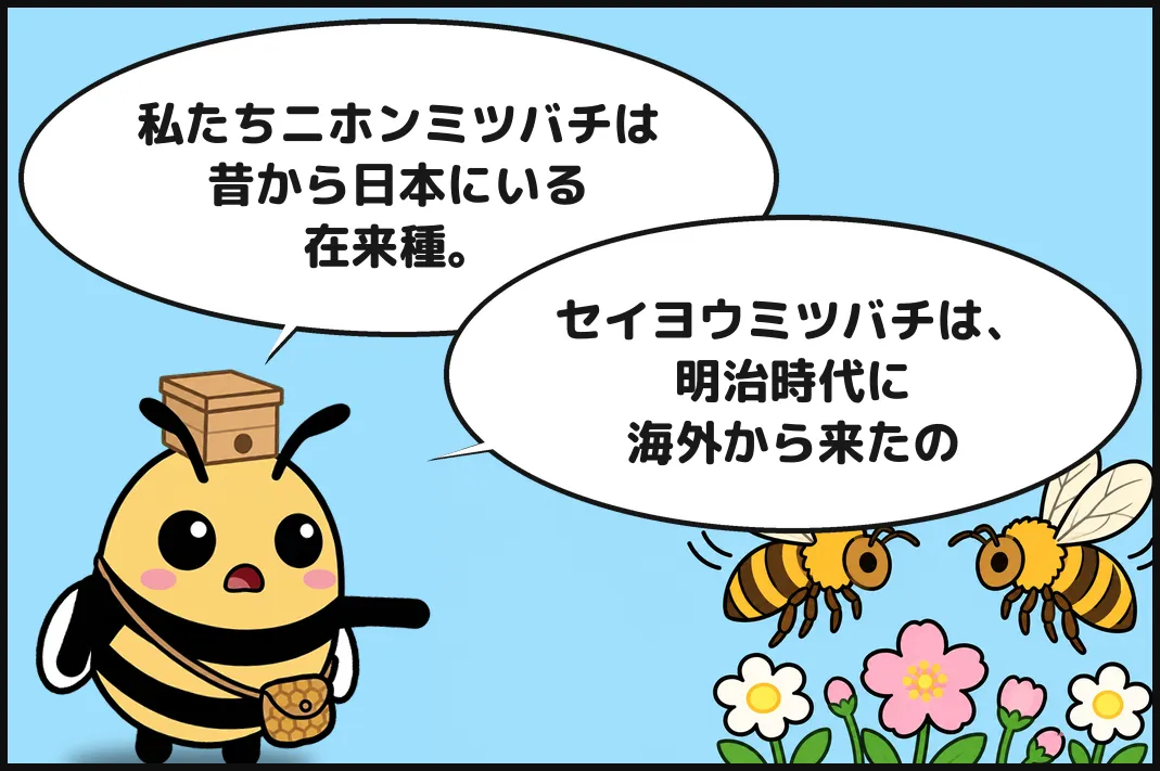 私たちニホンミツバチは昔から日本にいる在来種。セイヨウミツバチは、明治時代に海外から来たの