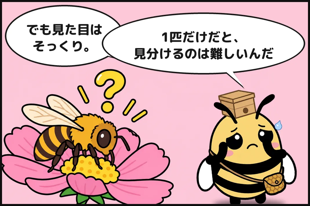 でも見た目はそっくり。1匹だけだと、見分けるのは難しいんだ