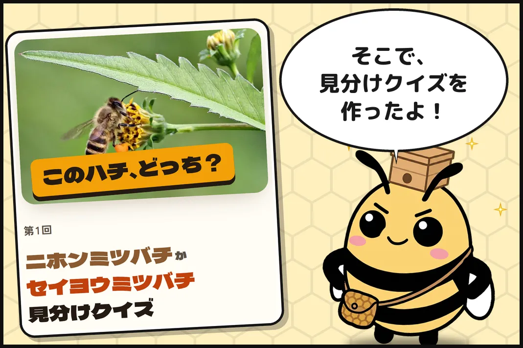 そこで、見分けクイズを作ったよ!