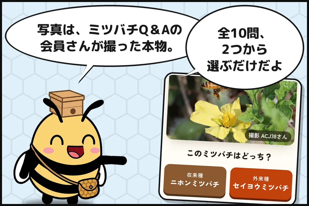 写真は、ミツバチQ&Aの会員さんが撮った本物。全10問、2つから選ぶだけだよ