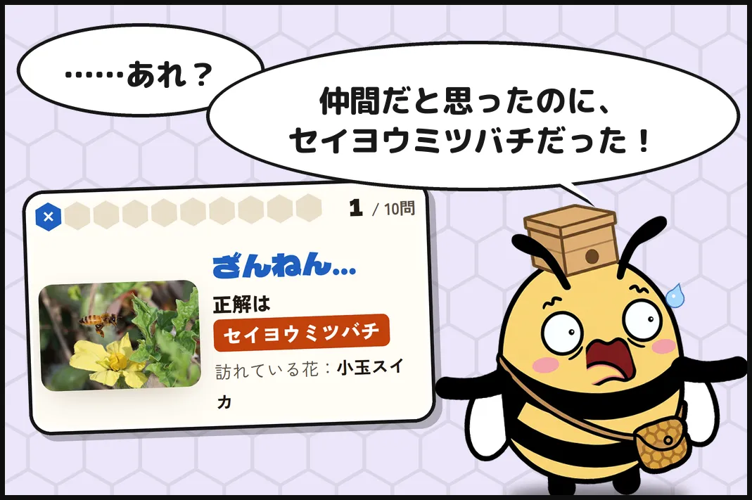 ……あれ?仲間だと思ったのに、セイヨウミツバチだった!