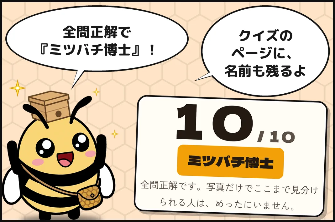 全問正解で『ミツバチ博士』!クイズのページに、名前も残るよ