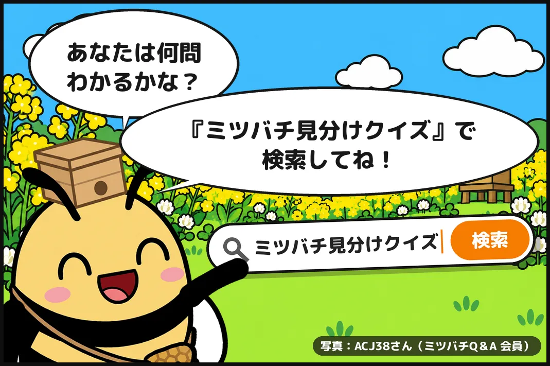 あなたは何問わかるかな?『ミツバチ見分けクイズ』で検索してね!