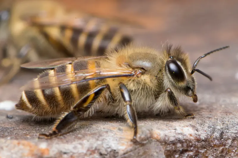 ニホンミツバチはもふもふしていますか